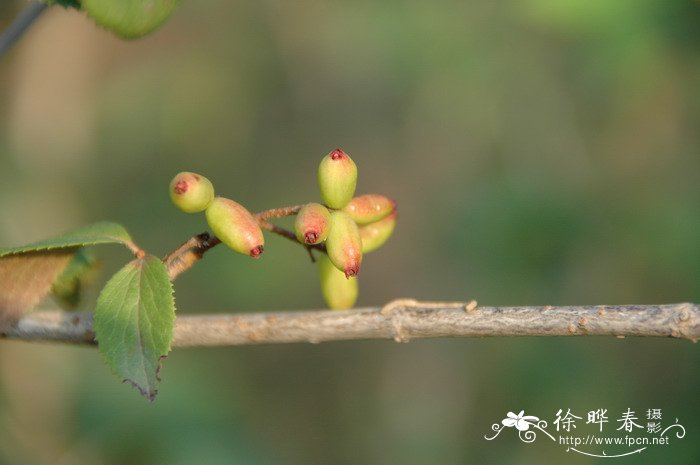 修枝荚蒾Viburnum burejaeticum
