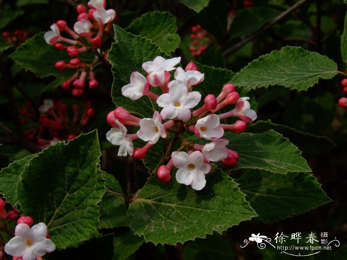 红蕾荚蒾Viburnum carlesii
