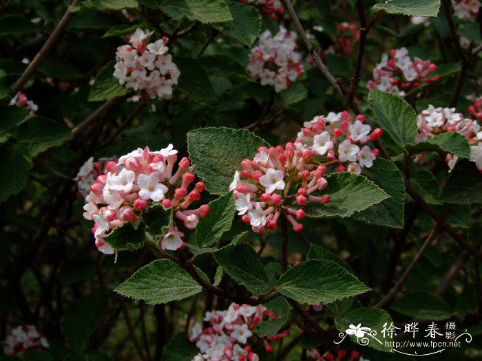 红蕾荚蒾Viburnum carlesii