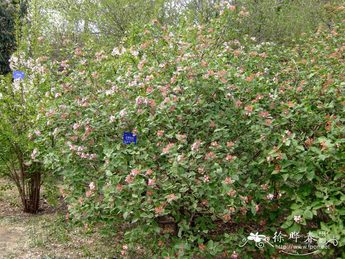 红蕾荚蒾Viburnum carlesii