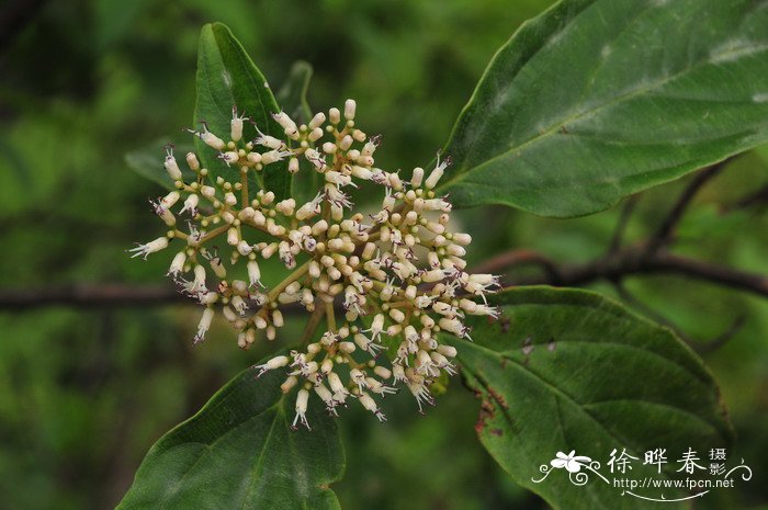 水红木Viburnum cylindricum