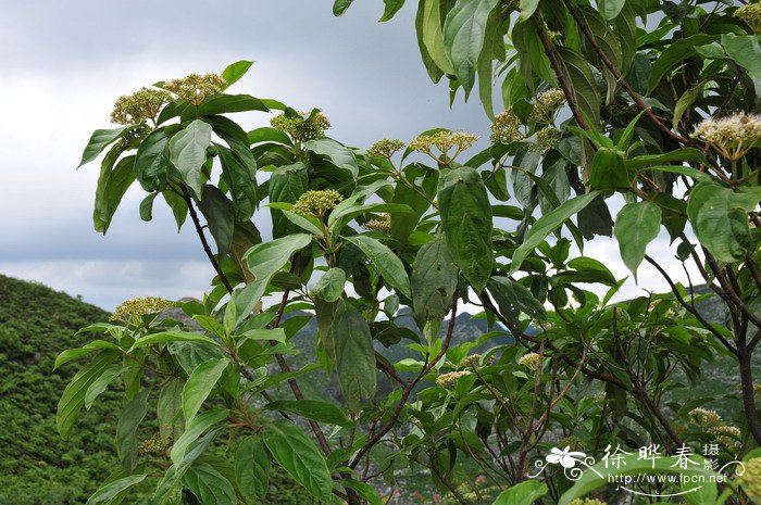 水红木Viburnum cylindricum