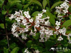 香荚蒾Viburnum farreri