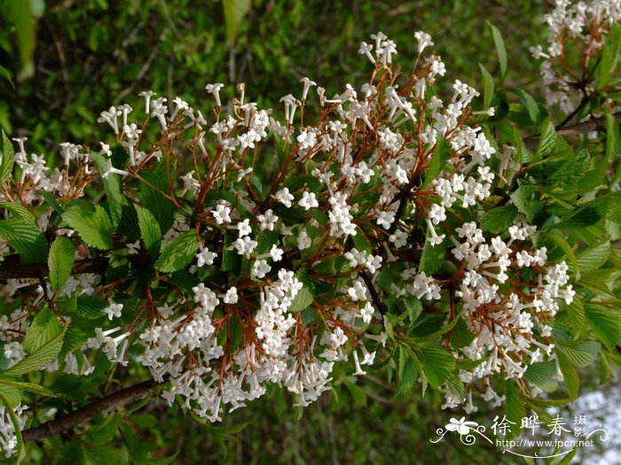 香荚蒾Viburnum farreri