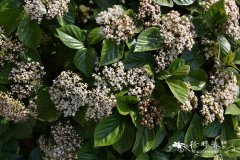 荚蒾Viburnum dilatatum