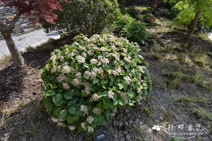 荚蒾Viburnum dilatatum