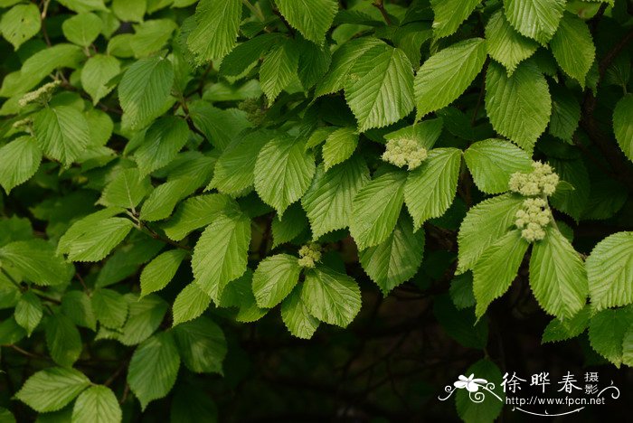 荚蒾Viburnum dilatatum