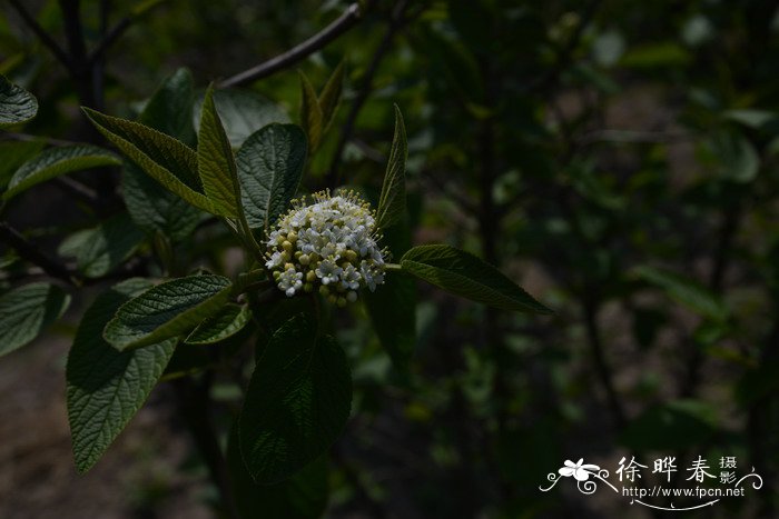 莫希干绵毛荚蒾 Viburnum lantana 'Mohican'