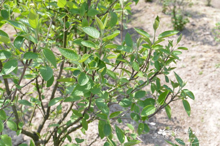 莫希干绵毛荚蒾 Viburnum lantana 'Mohican'