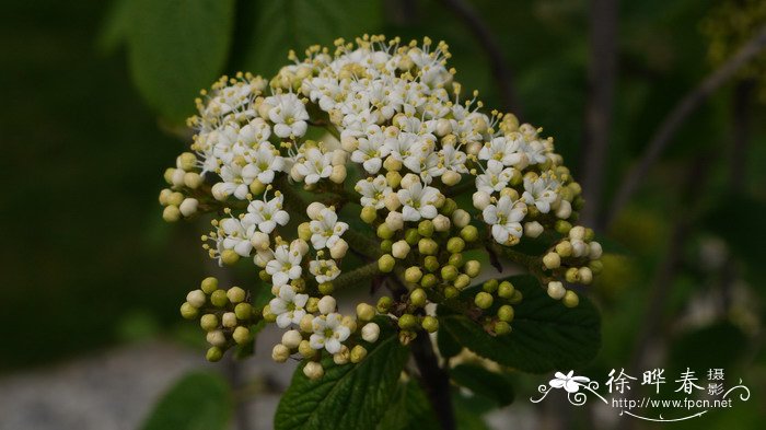 绵毛荚蒾Viburnum lantana