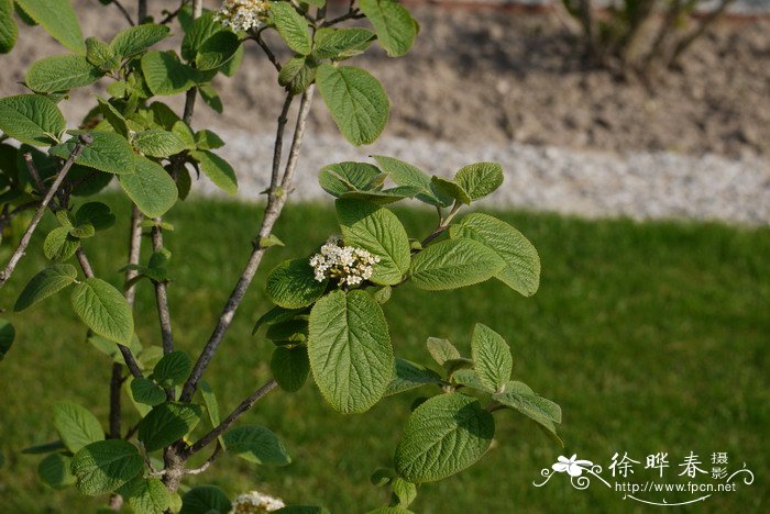 绵毛荚蒾Viburnum lantana