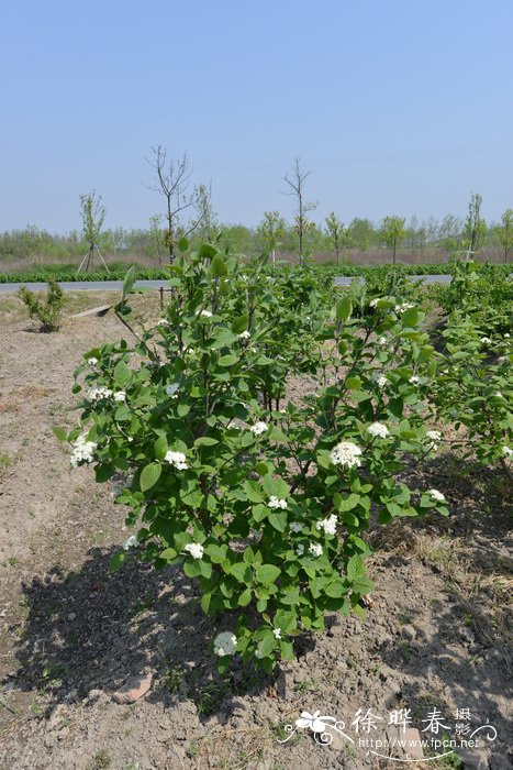 绵毛荚蒾Viburnum lantana