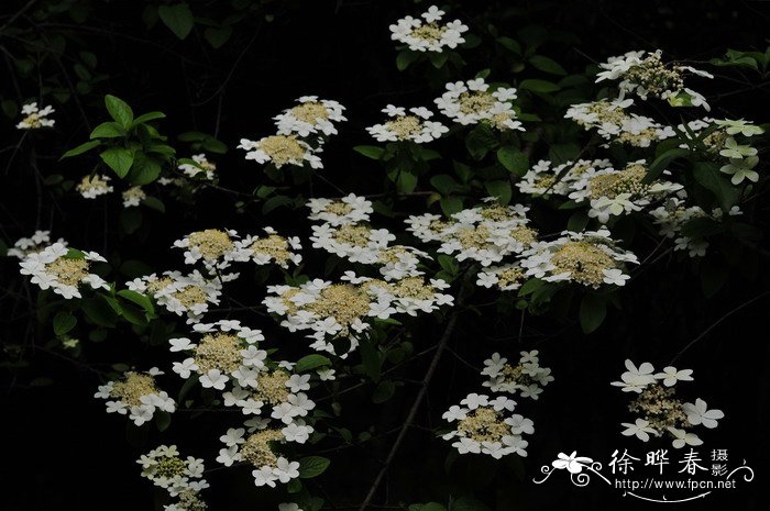 琼花荚蒾Viburnum macrocephalum ‘Keteleeri’