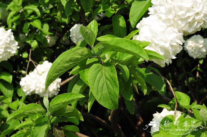 琼花荚蒾Viburnum macrocephalum ‘Keteleeri’