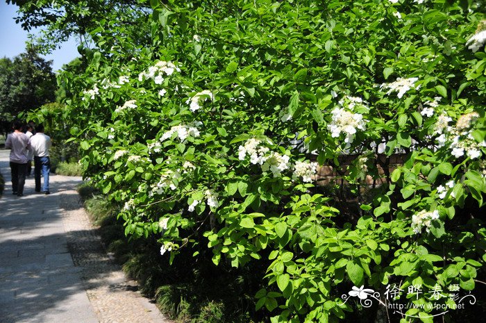 琼花荚蒾Viburnum macrocephalum ‘Keteleeri’