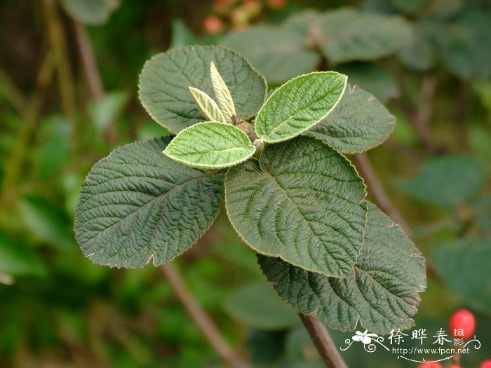 黑果荚蒾Viburnum melanocarpum