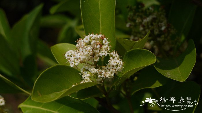 珊瑚树Viburnum odoratissimum