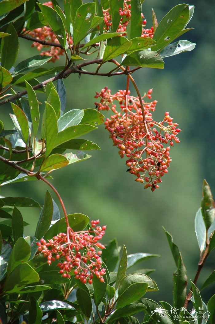 珊瑚树Viburnum odoratissimum