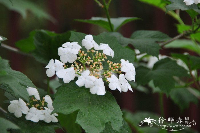 鸡树条Viburnum opulus subsp. calvescens