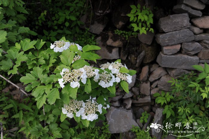 鸡树条Viburnum opulus subsp. calvescens