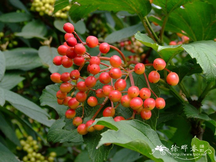 鸡树条Viburnum opulus subsp. calvescens