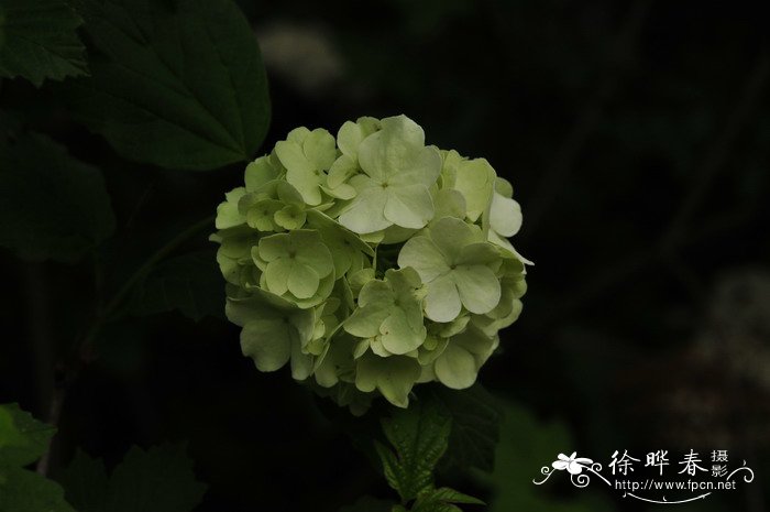 欧洲绣球荚蒾Viburnum opulus