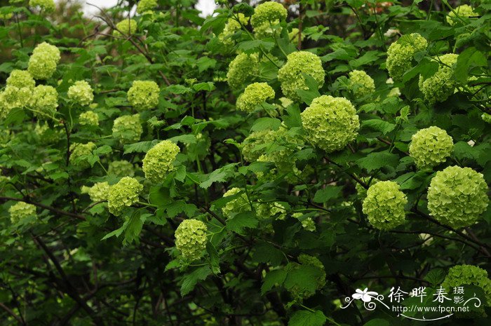 欧洲绣球荚蒾Viburnum opulus