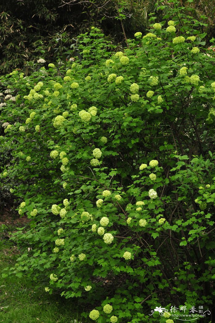 欧洲绣球荚蒾Viburnum opulus