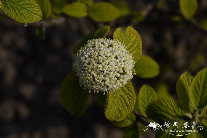 ‘金黄’粉团Viburnum plicatum ' Aureum'