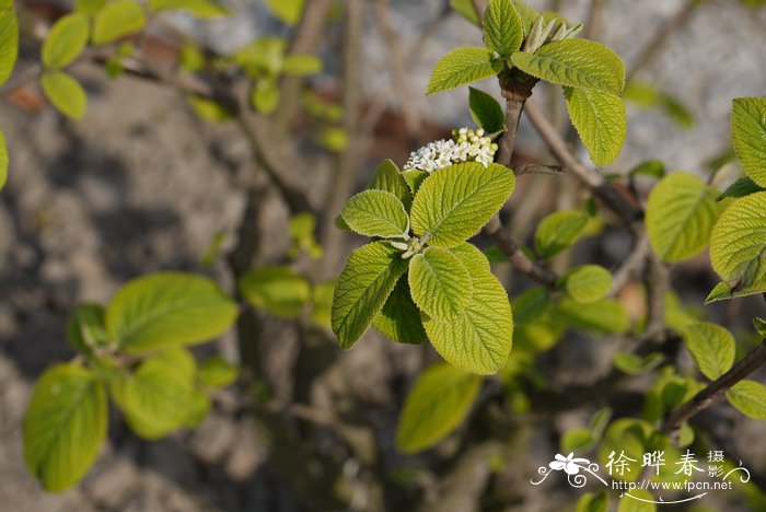 ‘金黄’粉团Viburnum plicatum ' Aureum'