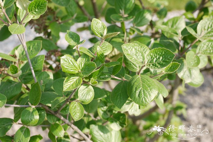 ‘奔流’粉团Viburnum plicatum ' Cascade'