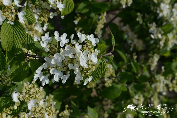 ‘满山红’粉团Viburnum plicatum 'Mariesii'