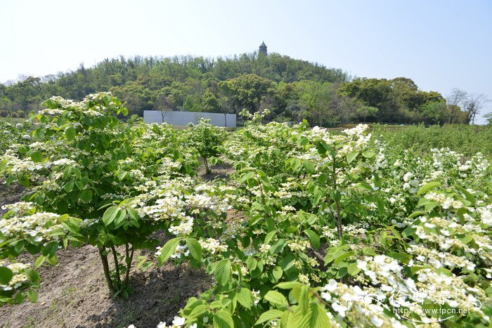 ‘满山红’粉团Viburnum plicatum 'Mariesii'