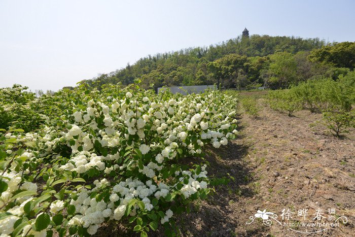 ‘爆米花’粉团Viburnum plicatum 'Popcorn'