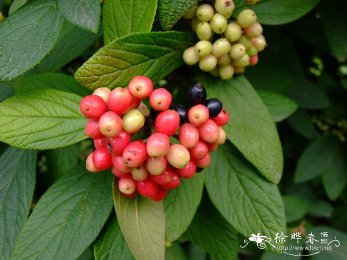 枇杷叶荚蒾Viburnum rhytidophyllum