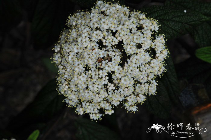 枇杷叶荚蒾Viburnum rhytidophyllum