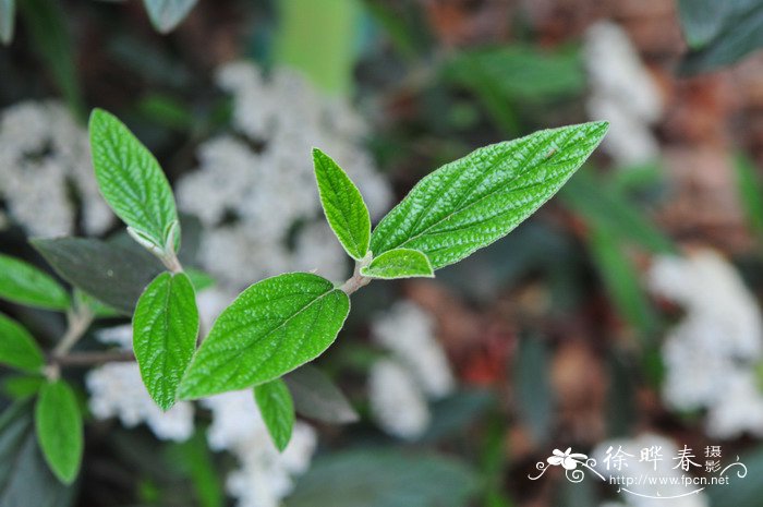 常绿荚蒾Viburnum sempervirens