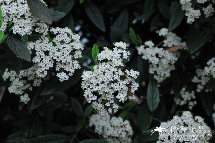 常绿荚蒾Viburnum sempervirens