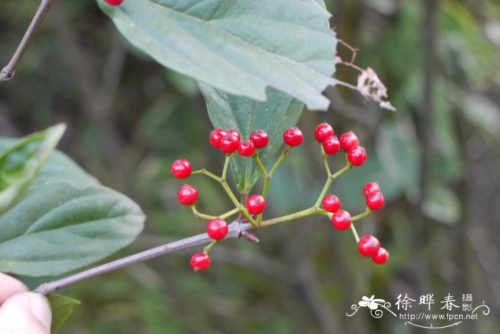 常绿荚蒾Viburnum sempervirens