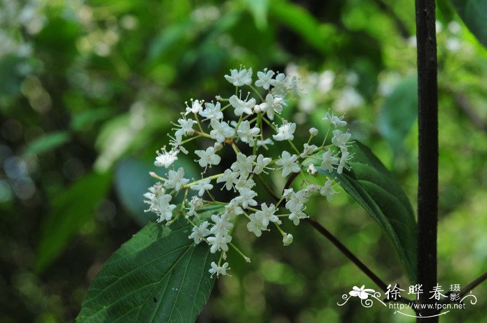 饭汤子Viburnum setigerum