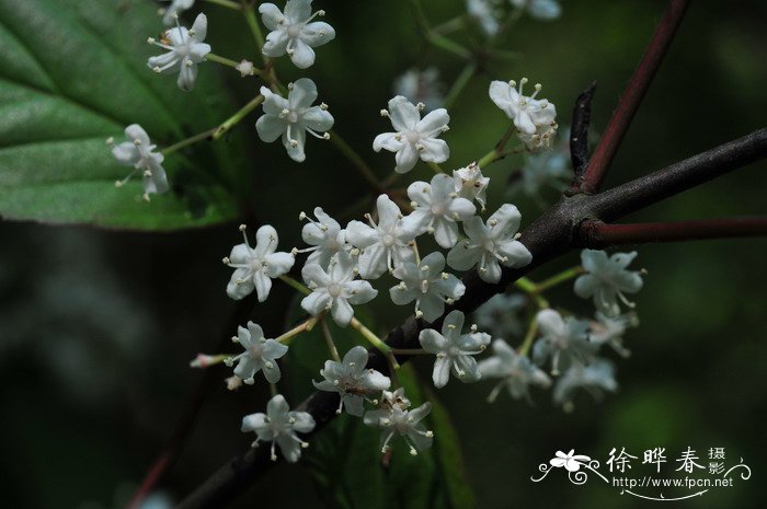 饭汤子Viburnum setigerum