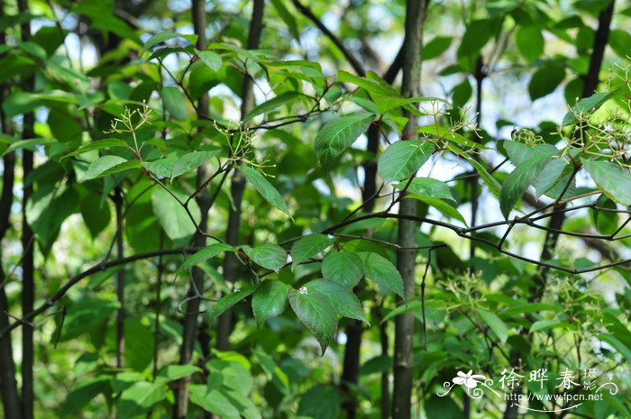 饭汤子Viburnum setigerum