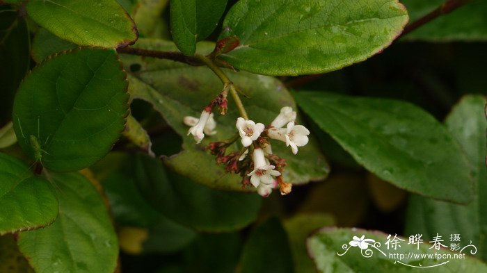 琉球荚蒾 Viburnum suspensum