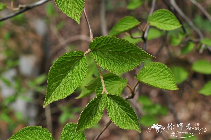 合轴荚蒾Viburnum sympodiale