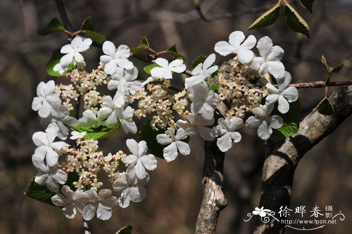 合轴荚蒾Viburnum sympodiale