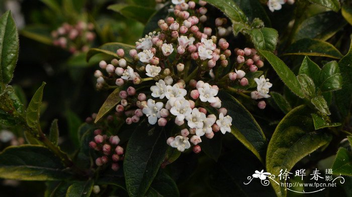 “紧凑”地中海荚蒾Viburnum tinus 'Compactum'