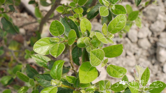 “紧凑”地中海荚蒾Viburnum tinus 'Compactum'