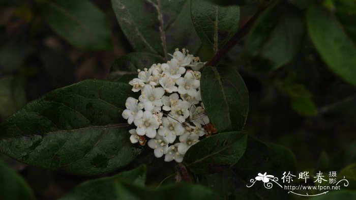 地中海荚蒾Viburnum tinus