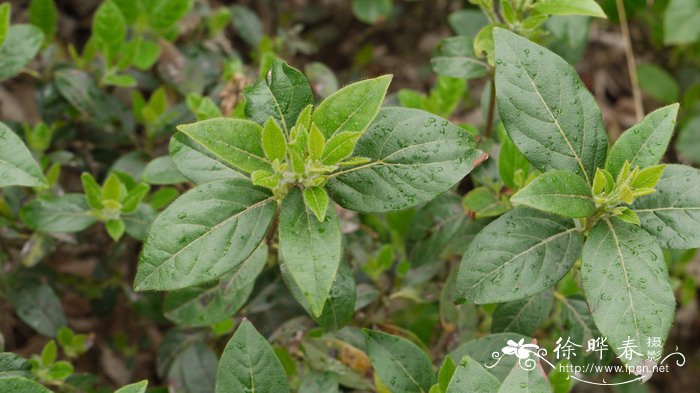 地中海荚蒾Viburnum tinus