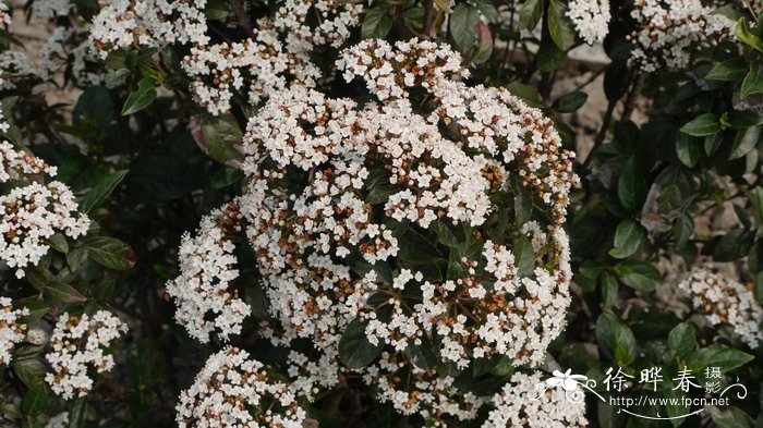 “伊夫普莱斯”地中海荚蒾Viburnum tinus 'Eve Price'